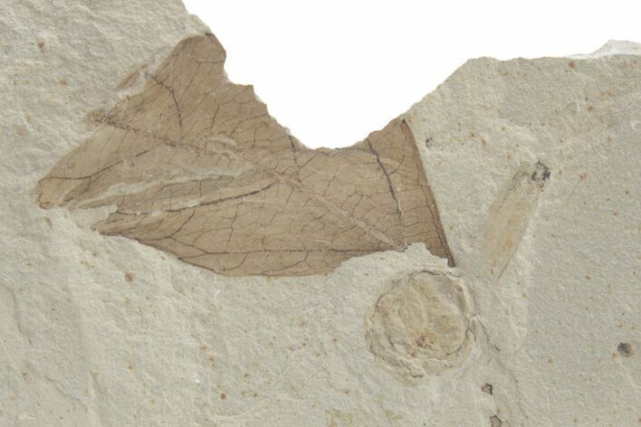 Fossil Leaf and Nut Association - Green River Formation #219773
